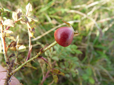 Fruits arrondis, rouges puis noirs à maturité. Agrandir dans une nouvelle fenêtre (ou onglet)